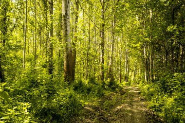 Yılın yaz döneminde Tuna nehri boyunca güneşle aydınlatılan yeşil orman..