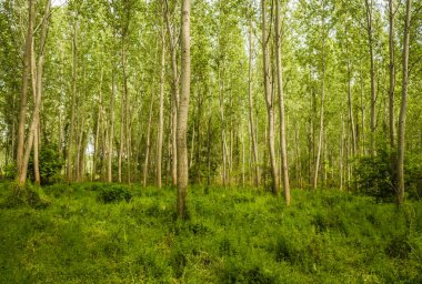 Yılın yaz döneminde Tuna nehri boyunca güneşle aydınlatılan yeşil orman..