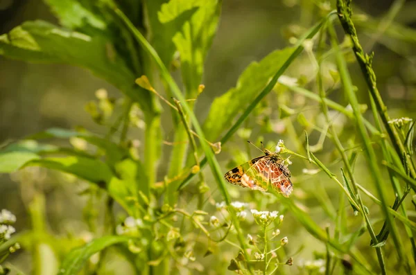 Siedząc Zielony Liść Motyl — Zdjęcie stockowe
