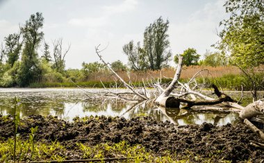 Novi Sad kenti yakınlarındaki sulak arazi manzarası.