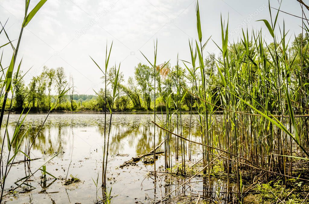 View of the wetland area in the summer near the city of Novi Sad.