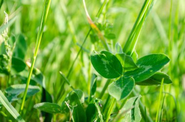 Çayırdaki yeşil yoncaların yapraklarına yakından bak..
