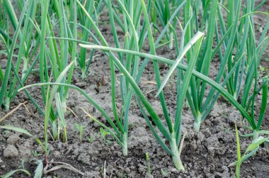 Kuru toprak ve küçük çimlerle çevrili yeşil soğan ya da taze soğan ya da salata soğanı sıcak bahar gününde yerel şehir bahçesine ekilir..