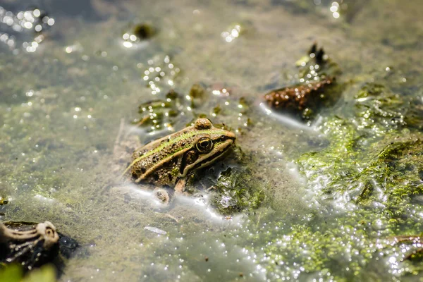 自然環境の中でカエル 沼の岸に緑のカエル — ストック写真