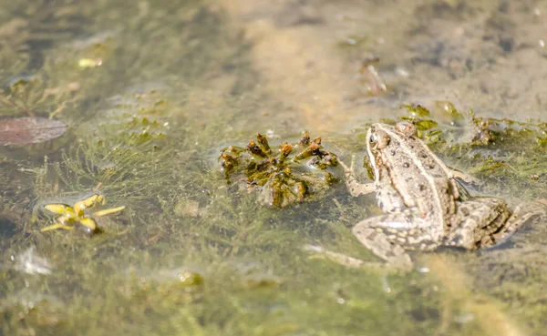Βάτραχος Στο Φυσικό Του Περιβάλλον Πράσινος Βάτραχος Στην Ακτή Του — Φωτογραφία Αρχείου
