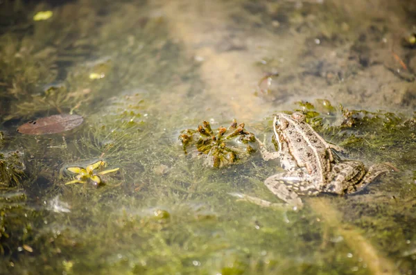 Frog in its natural environment. Green frog on the shore of the swamp.