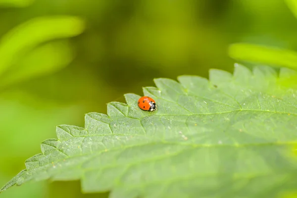 Close View Ladybug Insect Nettle Leaf — Stock Photo, Image