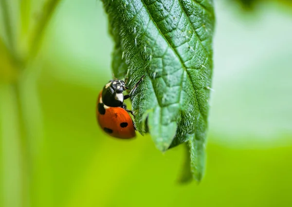 Close View Ladybug Insect Nettle Leaf Stock Photo