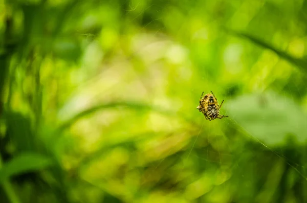 Spinne Hängt Ihrem Spinnennetz Verschwommener Hintergrund Mit Grünen Pflanzen — Stockfoto