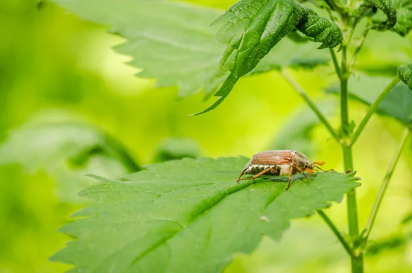 Cockchafer Melolontha Melolontha May Bug Doodlebug 알려져 딱정벌레의 — 스톡 사진