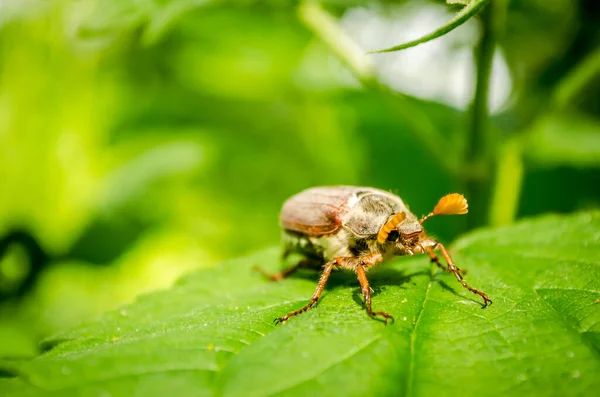 Cockchafer Melolontha Melolontha Común Conocido Como Insecto Mayo Doodlebug Plaga Imagen de stock