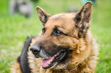 Portre Alman çoban köpeği yeşil yaz çimen arka planda