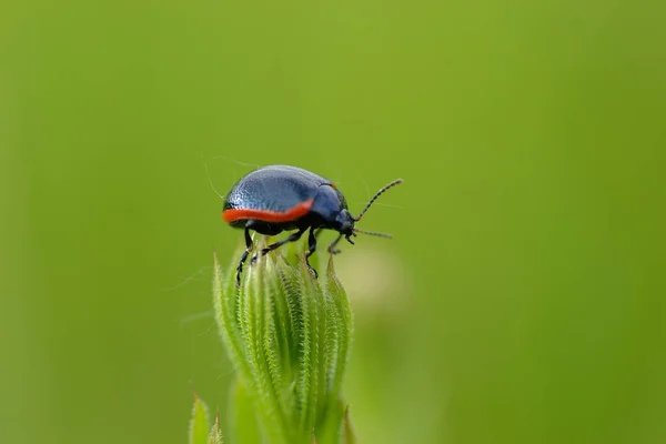 Bitkinin Yeşil Çayır Goncasında Uğur Böceği Coccinellidae — Stok fotoğraf