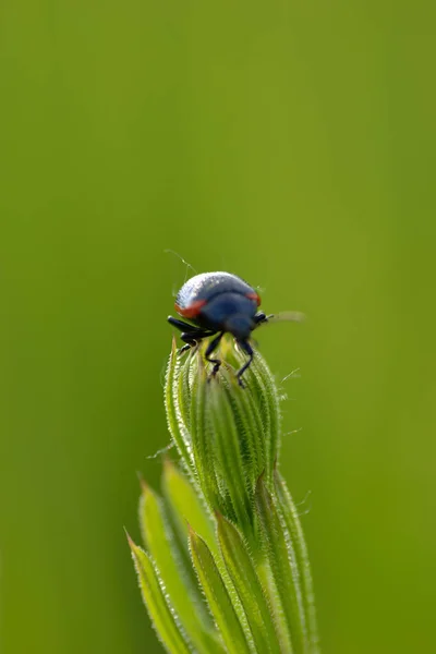 Bitkinin Yeşil Çayır Goncasında Uğur Böceği Coccinellidae — Stok fotoğraf