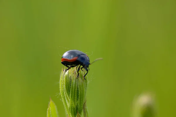 Ladybug Coccinellidae Зеленом Лугу Растения — стоковое фото