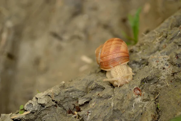 Escargot Des Vignes Dans Son Environnement Naturel Sur Sentier Forestier — Photo