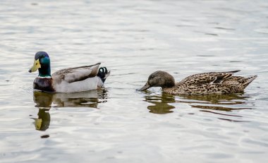 Doğal ortamlarında bataklığın kıyısındaki vahşi ördekler.