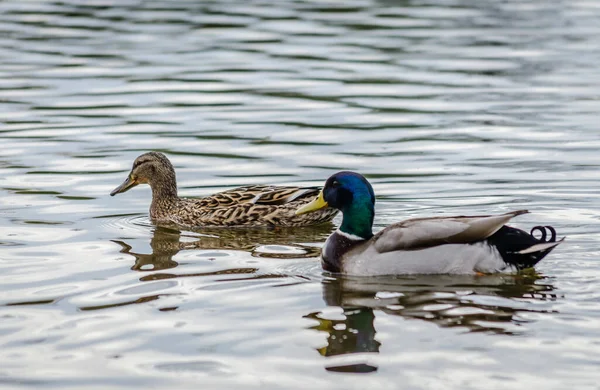 Doğal ortamlarında bataklığın kıyısındaki vahşi ördekler.