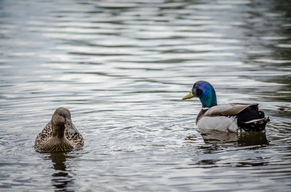 沼泽地沿岸自然环境中的野鸭 — 图库照片