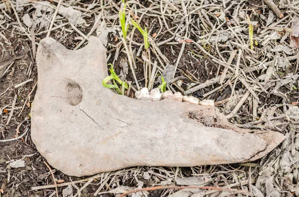 多瑙河畔沼泽地上一只动物的干瘪的下颌骨 — 图库照片