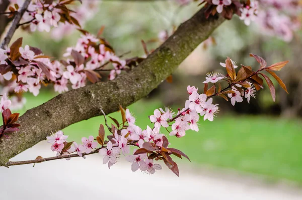 Young Branch Blooming Purple Flowers Buds Red Wild Plum Sunlit — Stock Photo, Image