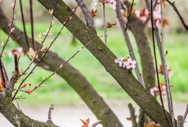 Junger Zweig Mit Blühenden Lila Blüten Und Knospen Roter Wilder — Stockfoto