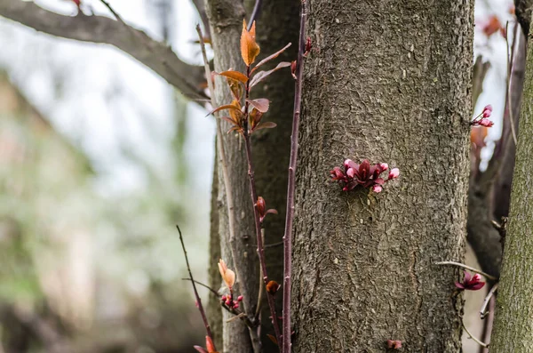 开着紫色花朵的嫩枝和被春日晒得发亮的红色野李子芽 — 图库照片