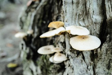 Ormandaki bir ağacın kabuğunda yabani mantarlar.