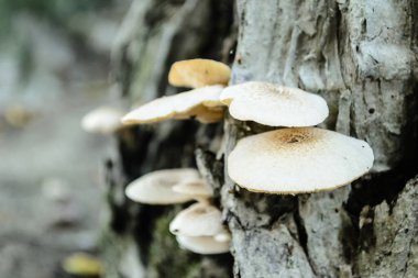 Ormandaki bir ağacın kabuğunda yabani mantarlar.