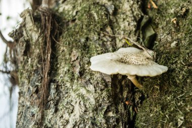Ormandaki bir ağacın kabuğunda yabani mantarlar.