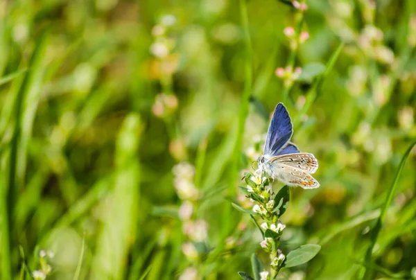 Mariposa Azul Común Poliommatus Icarus Campo Entorno Natural — Foto de Stock