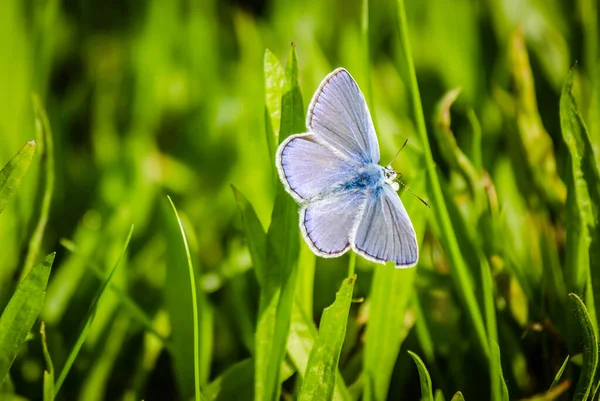 Common Blue Butterfly Poliommatus Icarus Field Its Natural Environment — Stock Photo, Image