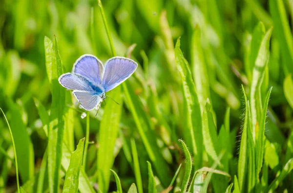 Mariposa Azul Común Poliommatus Icarus Campo Entorno Natural — Foto de Stock