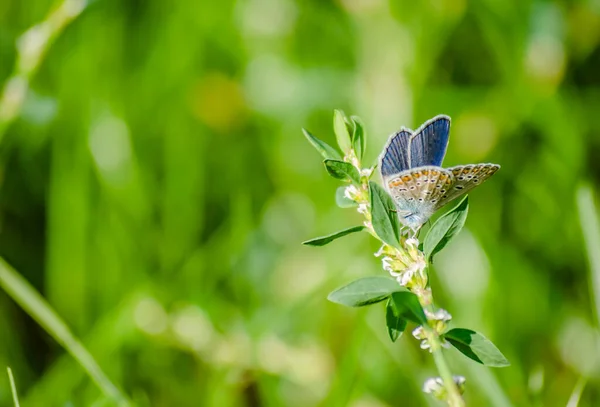 Wspólny Niebieski Motyl Poliommatus Icarus Dziedzinie Swoim Naturalnym Środowisku — Zdjęcie stockowe