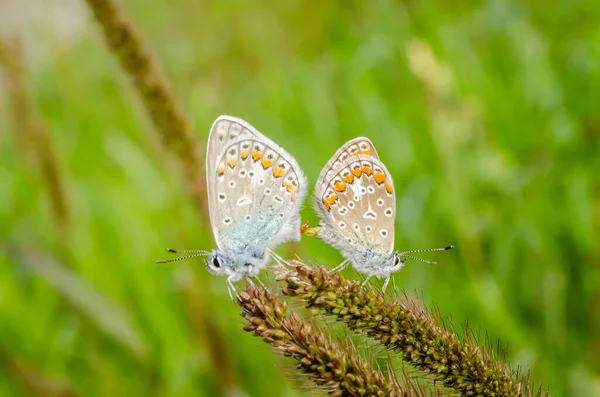 Mariposa Azul Común Poliommatus Icarus Campo Entorno Natural — Foto de Stock