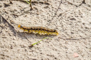 Doğal ortamında, tarlada bir tırtıl..