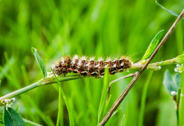 Doğal ortamında, tarlada bir tırtıl..