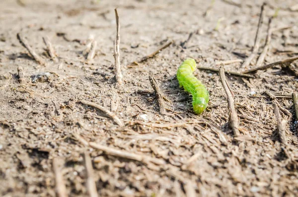 Une Chenille Dans Champ Son Environnement Naturel — Photo