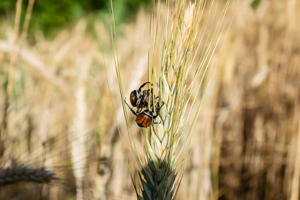 Insektenschädling Landwirtschaftlicher Nutzpflanzen Getreidekäfer Lat Anisoplia Austriaca Auf Der Weizenähre — Stockfoto