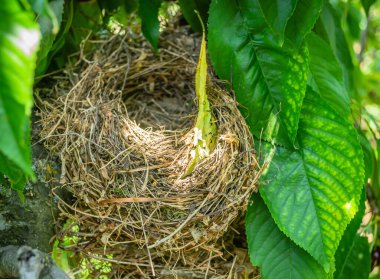 Bahar güneşinin aydınlattığı kiraz ağacının gölgesinde bir kuş yuvası.