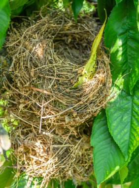 Bahar güneşinin aydınlattığı kiraz ağacının gölgesinde bir kuş yuvası.