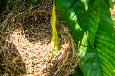 Bahar güneşinin aydınlattığı kiraz ağacının gölgesinde bir kuş yuvası.