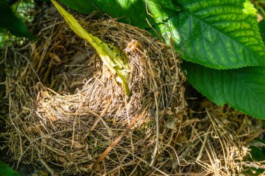 Bahar güneşinin aydınlattığı kiraz ağacının gölgesinde bir kuş yuvası.