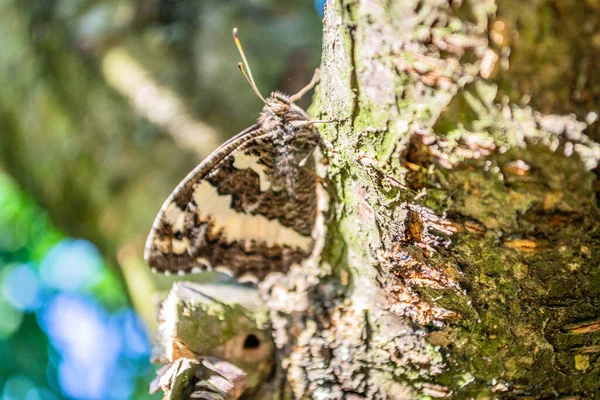 Schwarzer Und Weißer Tagfalter Seiner Natürlichen Umgebung — Stockfoto