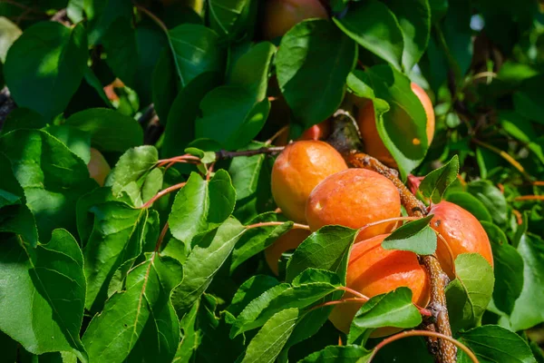 Reife Aprikosenfrüchte Licht Der Morgensonne Während Der Ernte Einem Privaten — Stockfoto