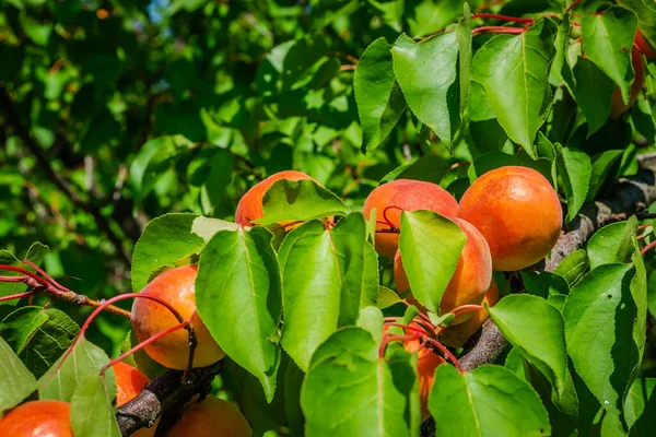 Frutas Maduras Albaricoque Iluminadas Por Sol Mañana Durante Cosecha Huerto — Foto de Stock