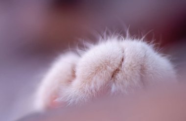 Güzel gri ve beyaz bir kedi pençesi, yaklaş..