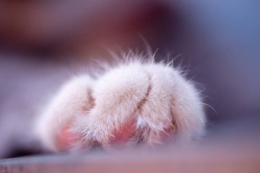 Güzel gri ve beyaz bir kedi pençesi, yaklaş..