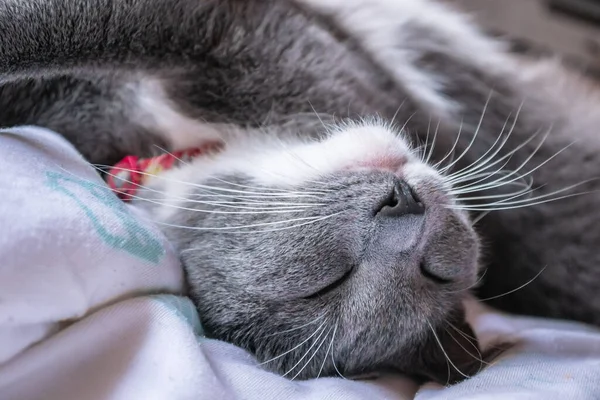 Museau Chat Européen Gris Blanc Gros Plan Mignon Chat Européen — Photo