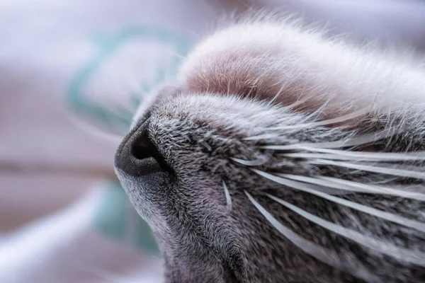 Museau Chat Européen Gris Blanc Gros Plan Mignon Chat Européen — Photo